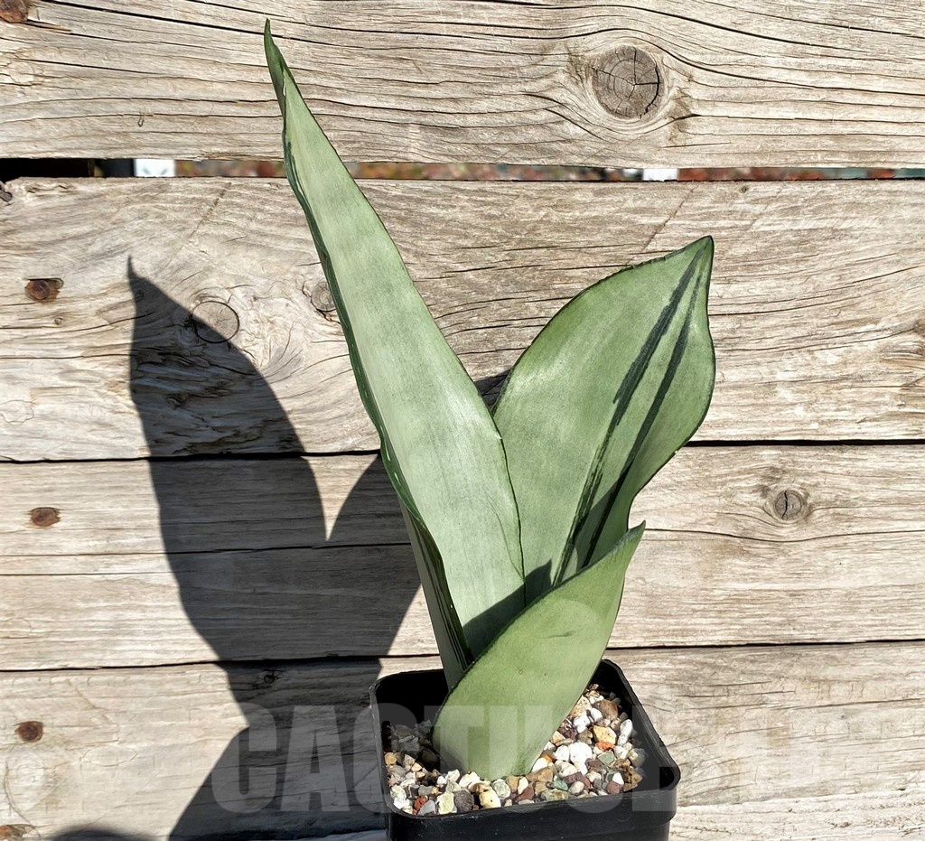 SH20269 Sansevieria 'Brazilian Moonshine' - Image 2