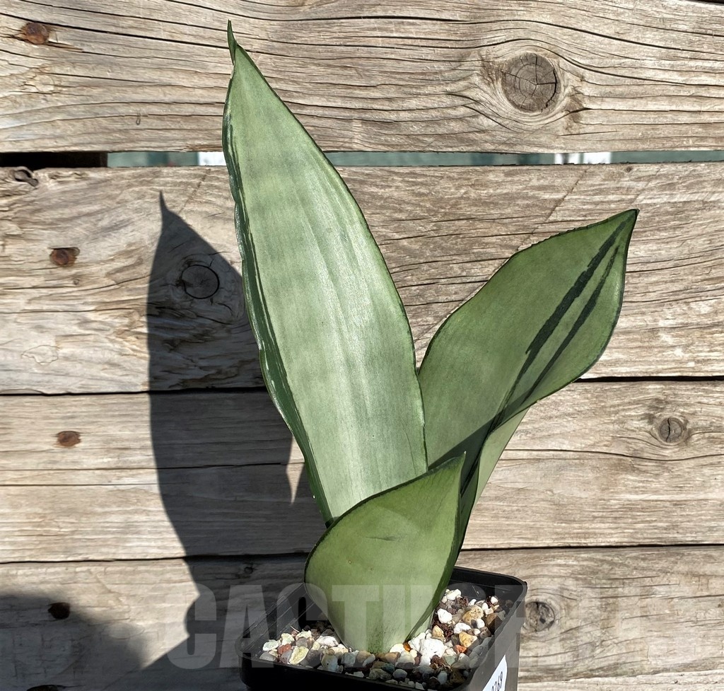 SH20269 Sansevieria 'Brazilian Moonshine'
