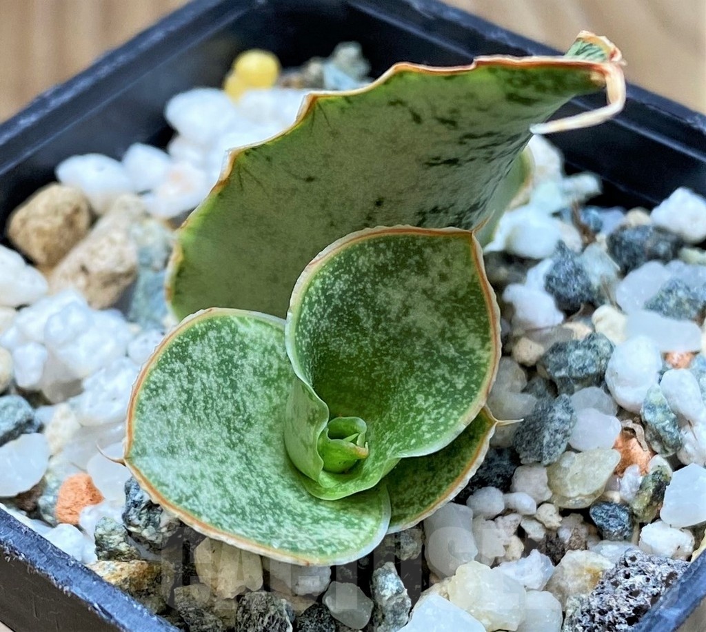 SH20214 Sansevieria 'Snowflake'