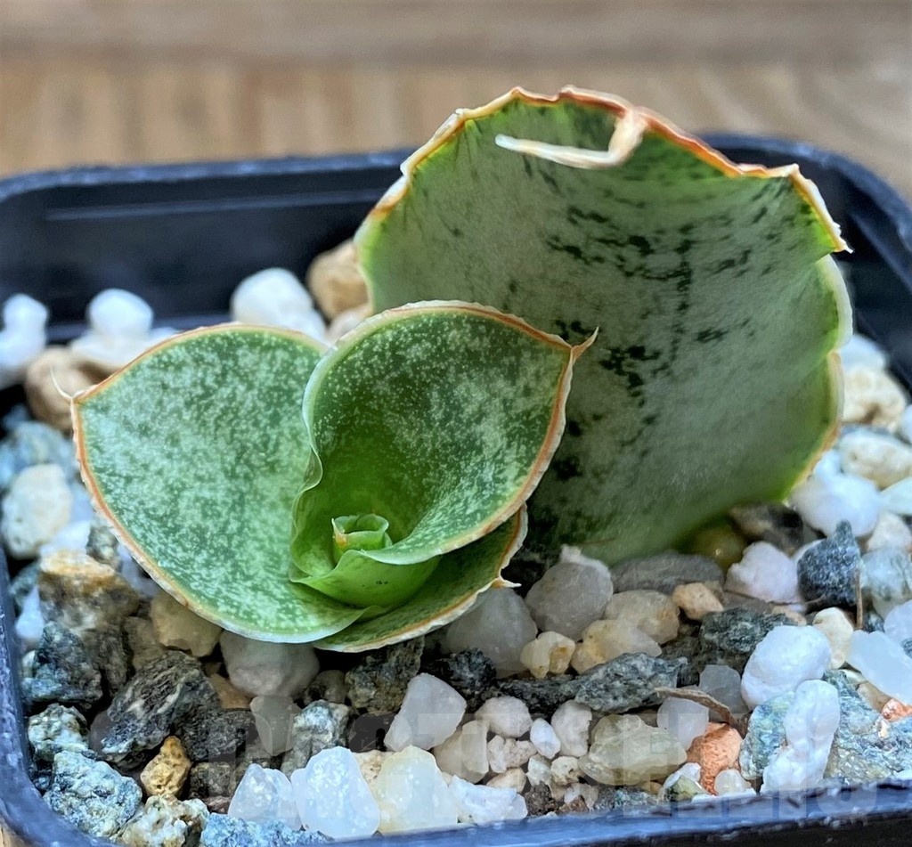 SH20214 Sansevieria 'Snowflake' - immagine 2