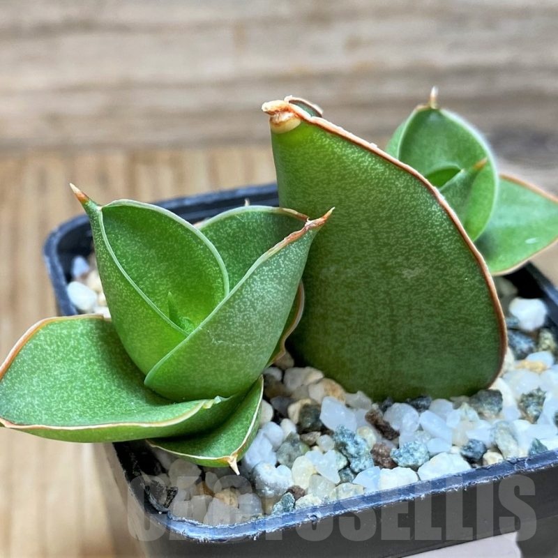 SH20215 Sansevieria 'Bonny'