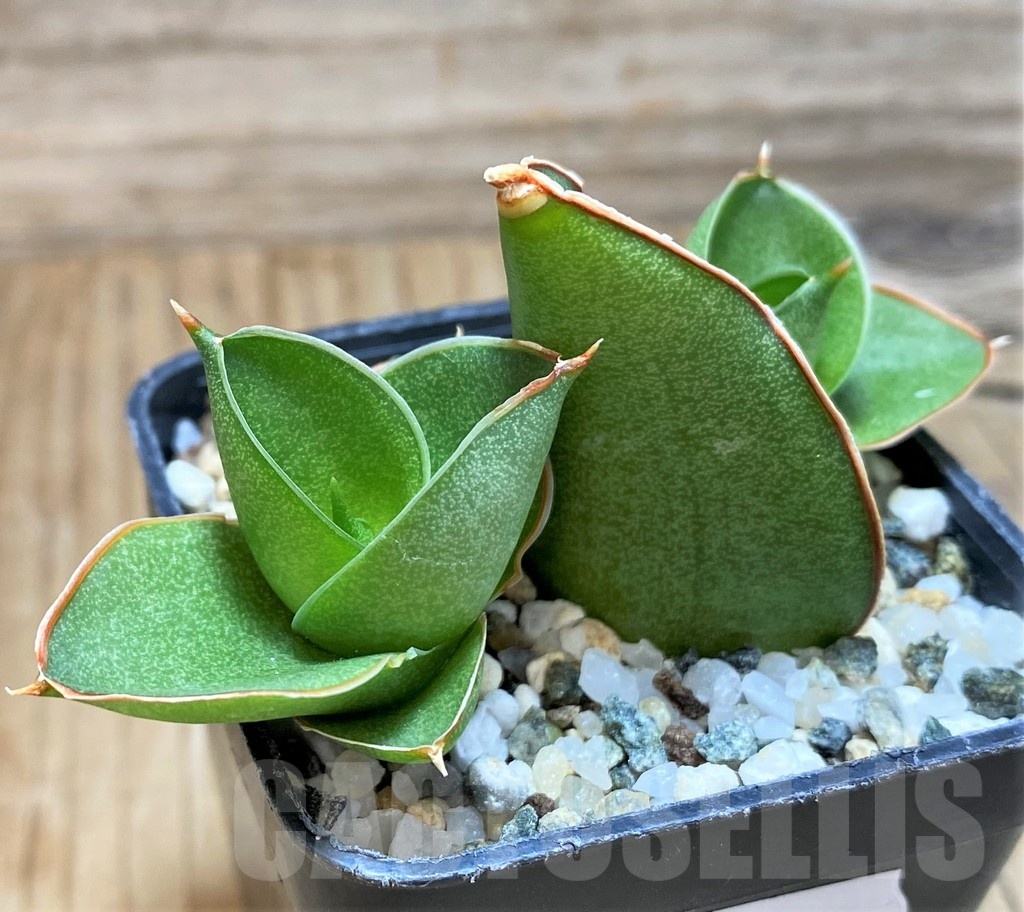 SH20215 Sansevieria 'Bonny'