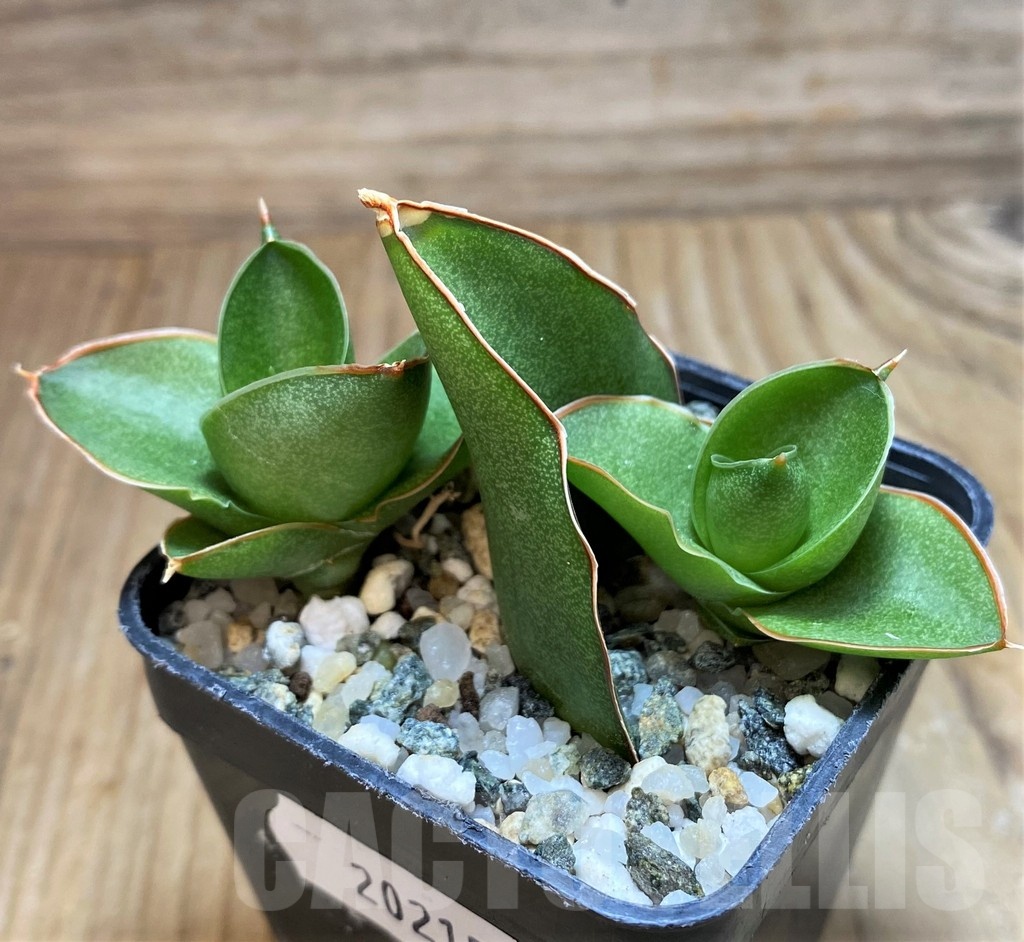 SH20215 Sansevieria 'Bonny' - immagine 2