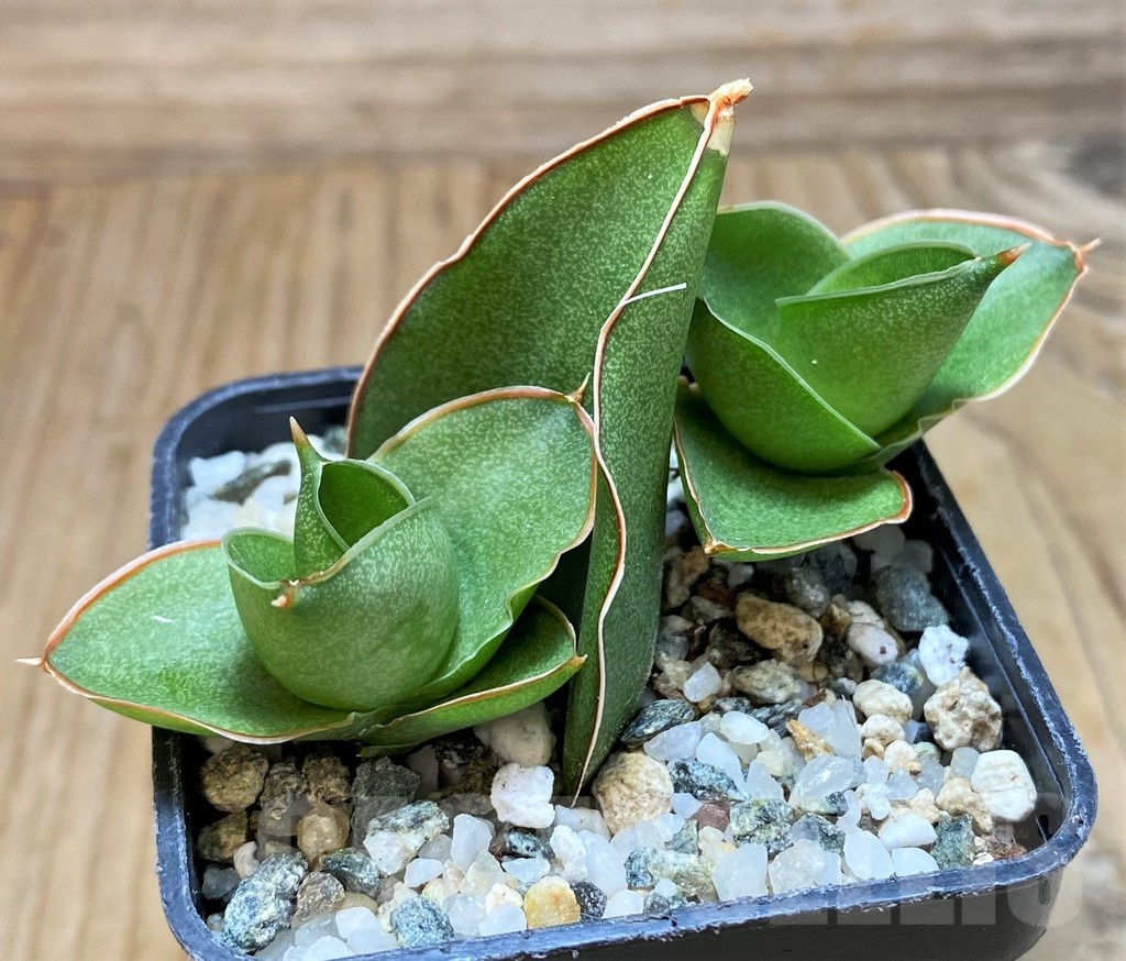 SH20215 Sansevieria 'Bonny' - immagine 3