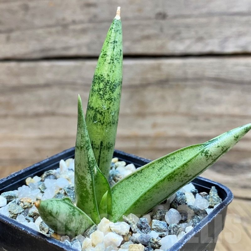 SH20216 Sansevieria 'Silver Crown'