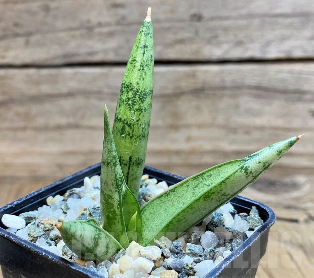 SH20216 Sansevieria 'Silver Crown'