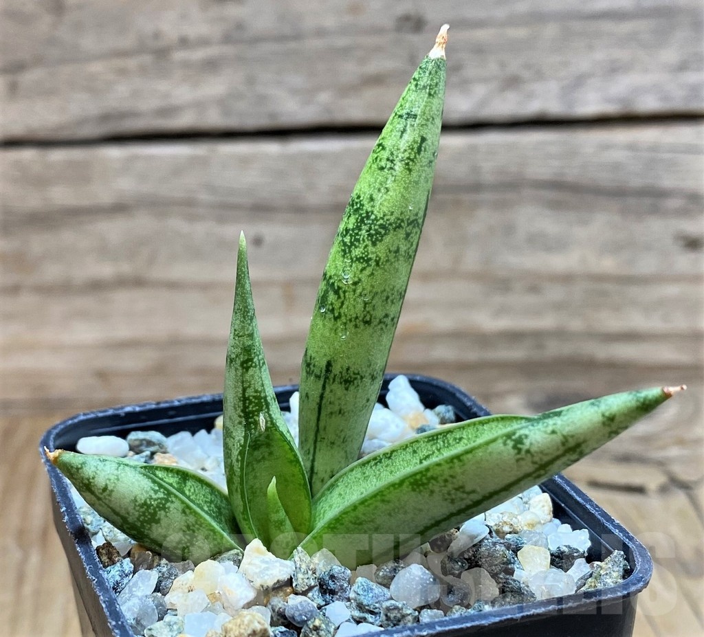 SH20216 Sansevieria 'Silver Crown' - Image 2