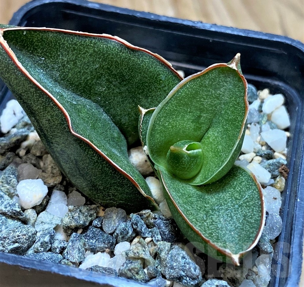 SH20217 Sansevieria 'Konichiwa' - Obrázek 2