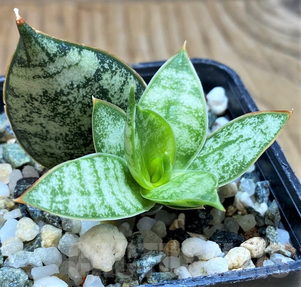 SH20218 Sansevieria 'Margarita'