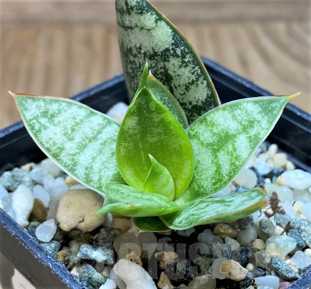 SH20218 Sansevieria 'Margarita' - immagine 2