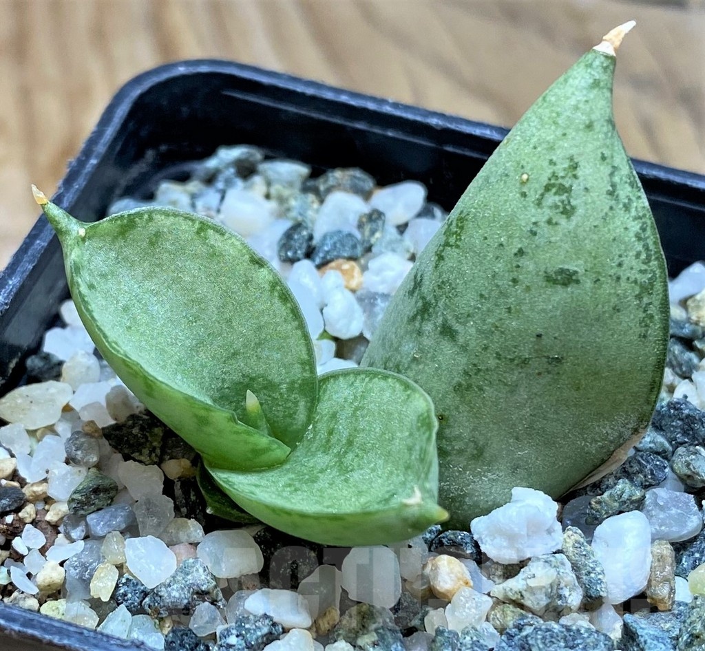 SH20219 Sansevieria 'Boncel Platinum'