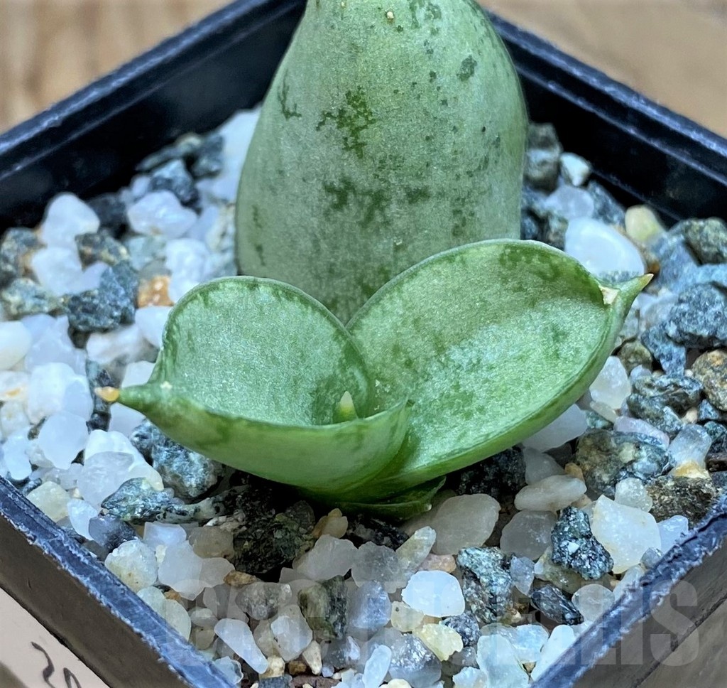 SH20219 Sansevieria 'Boncel Platinum' - immagine 2