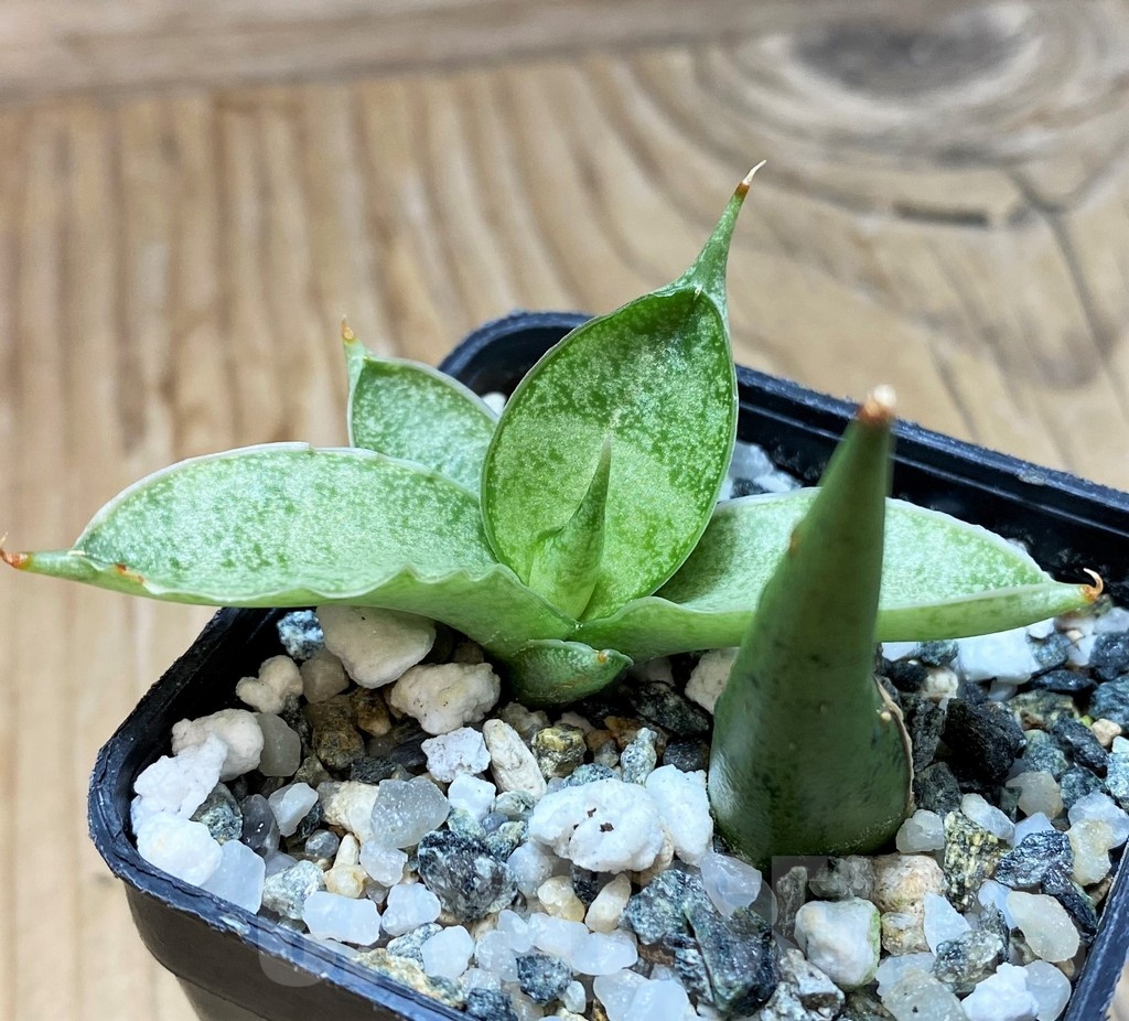 SH20220 Sansevieria 'Silver Crown' - Image 2