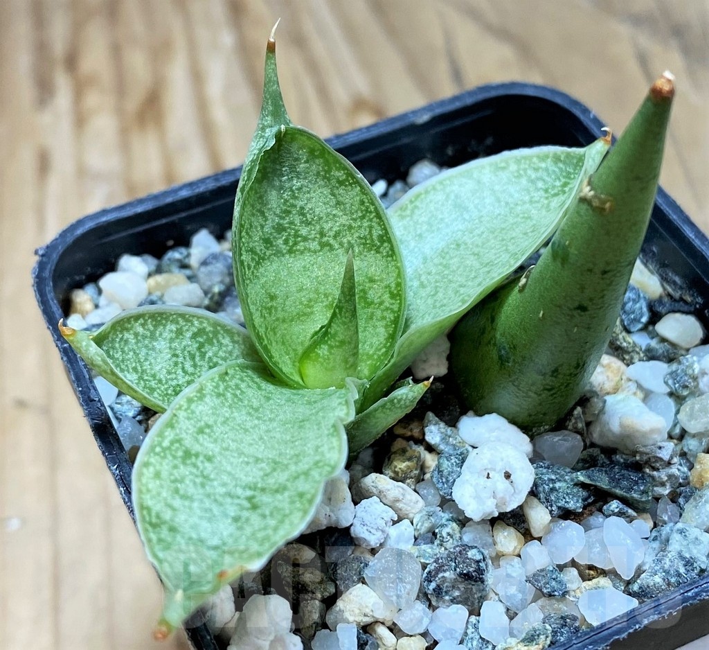 SH20220 Sansevieria 'Silver Crown'