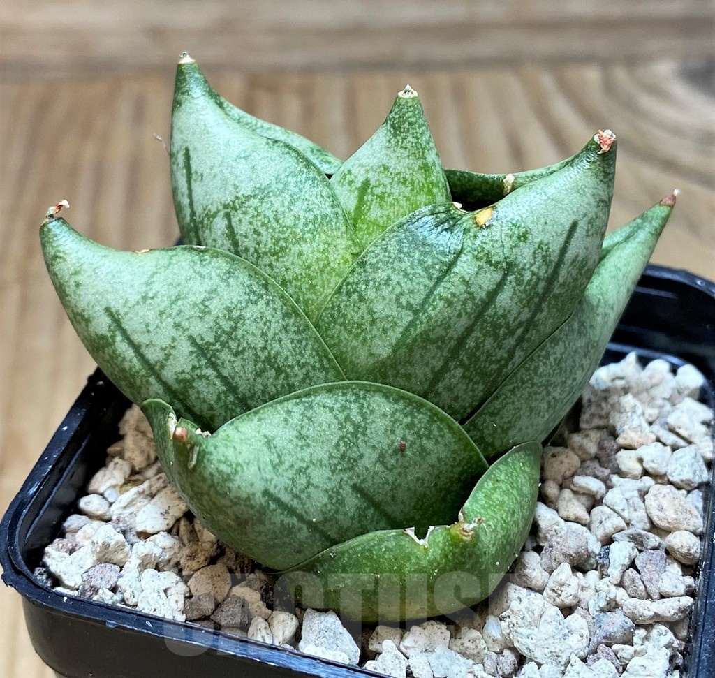 SH20222 Sansevieria 'Tamu Tami'