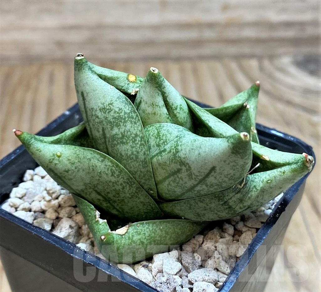 SH20222 Sansevieria 'Tamu Tami' - Image 2