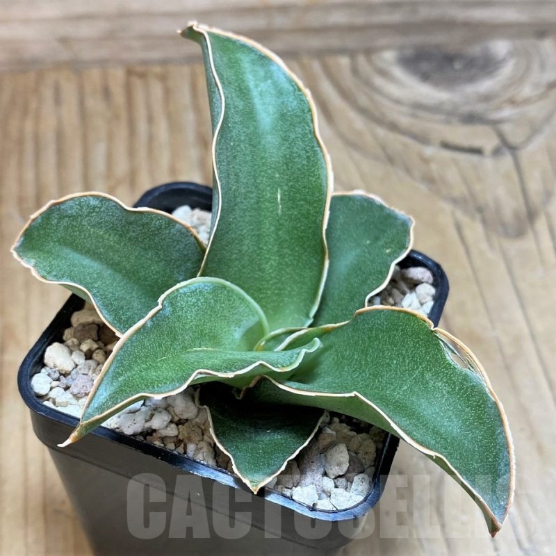 SH20223 Sansevieria 'Blue Kew'