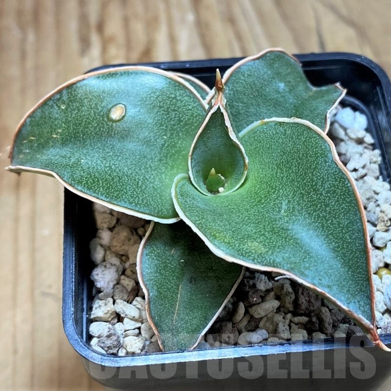 SH20224 Sansevieria 'Blue Kew'