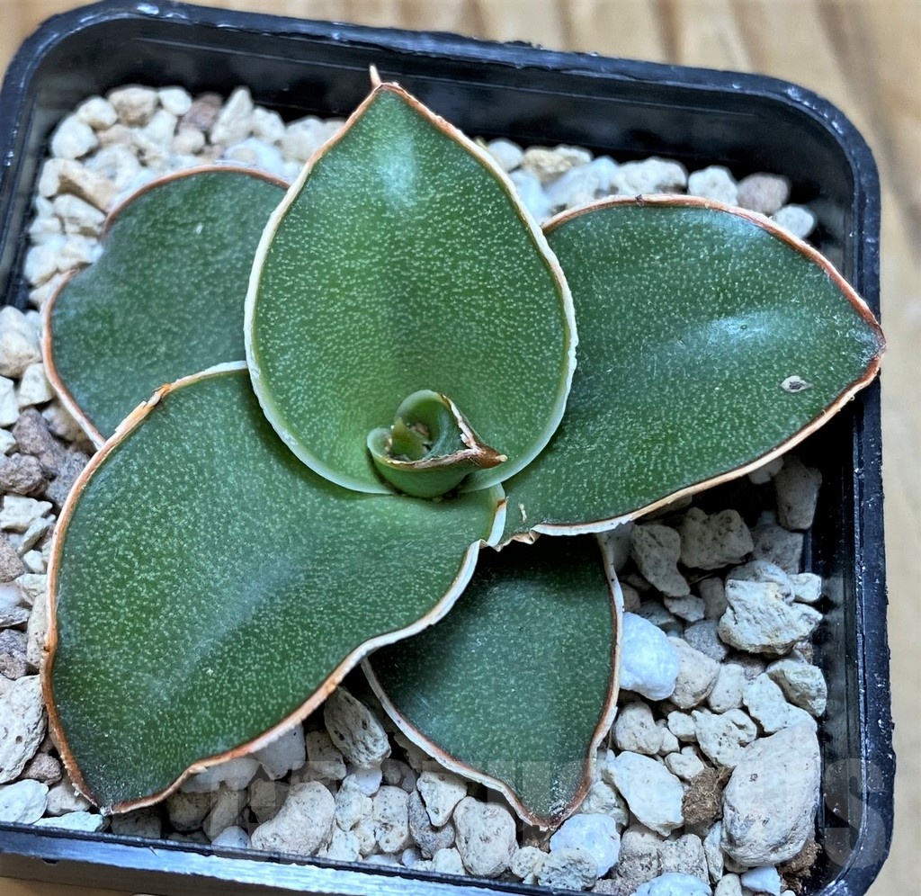 SH20226 Sansevieria 'Blue Kew' - Imagen 2