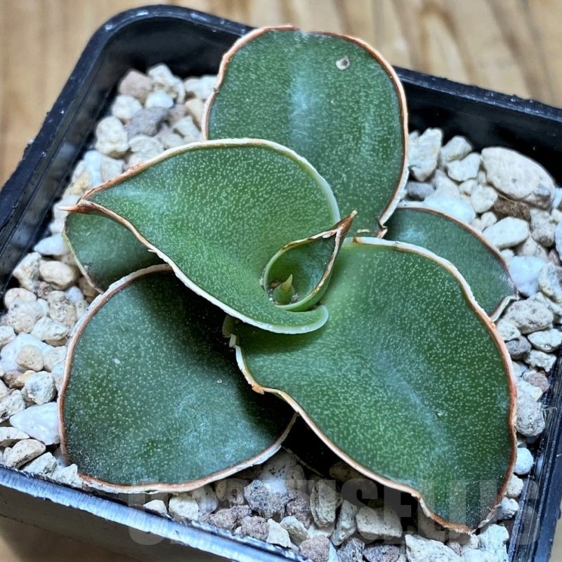 SH20226 Sansevieria 'Blue Kew'