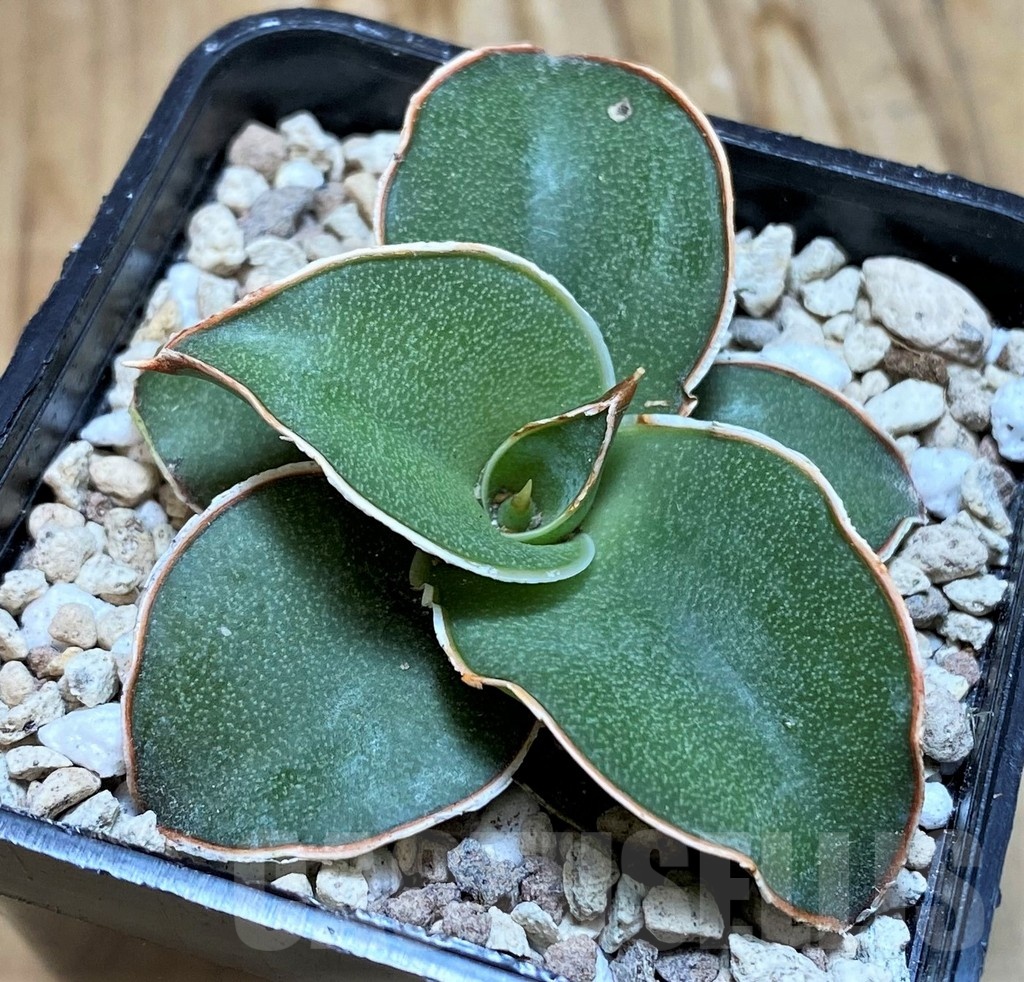 SH20226 Sansevieria 'Blue Kew'