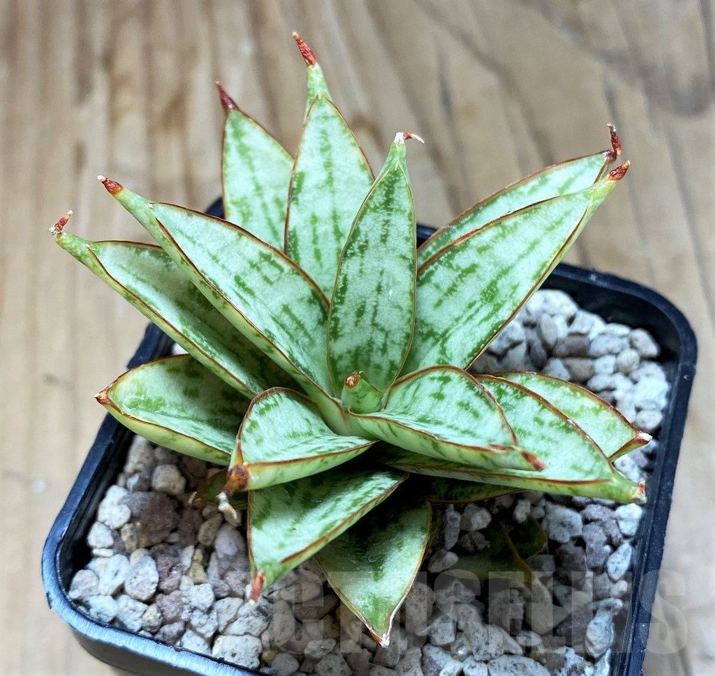 SH20227 Sansevieria ‘Margarita’ - immagine 2