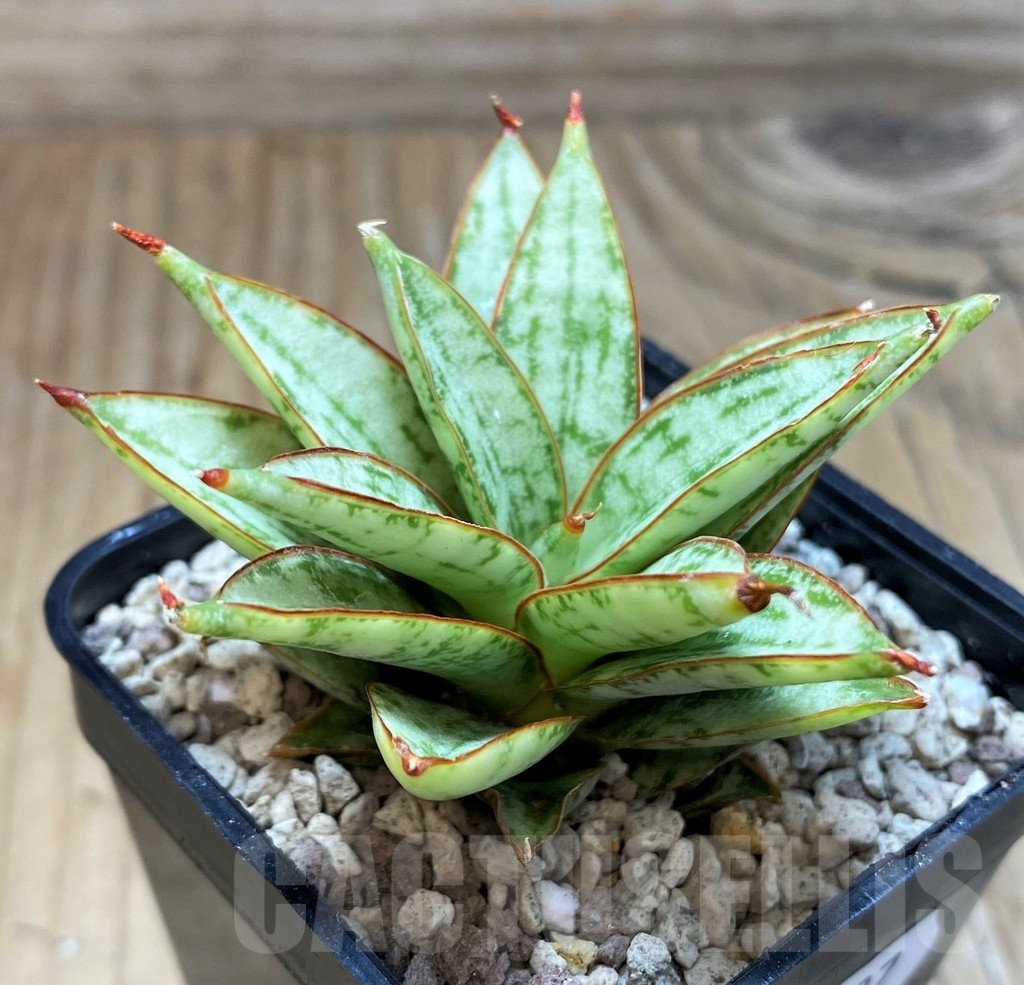 SH20227 Sansevieria ‘Margarita’