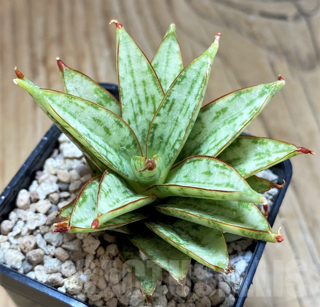 SH20229 Sansevieria ‘Margarita’ - Image 2