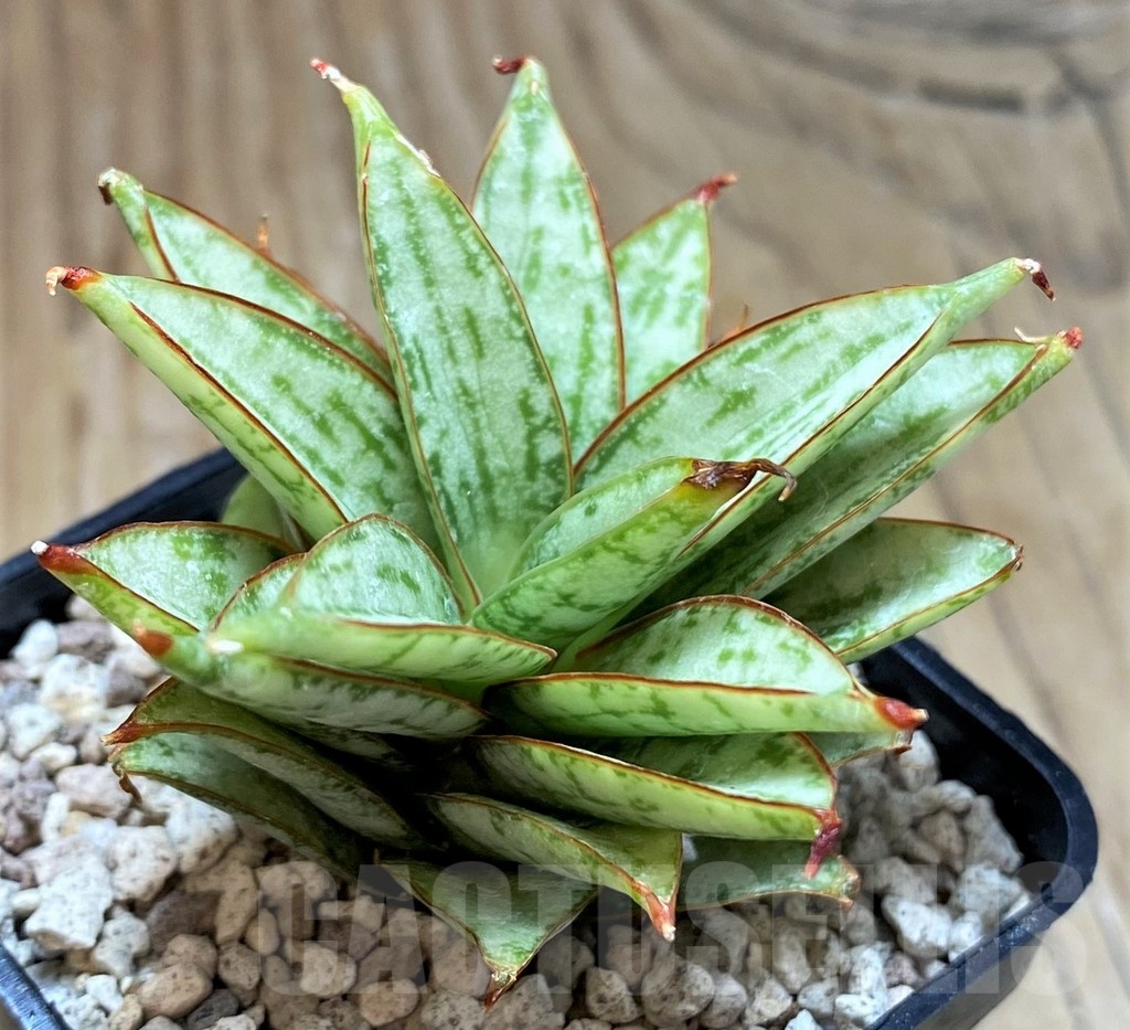 SH20229 Sansevieria ‘Margarita’