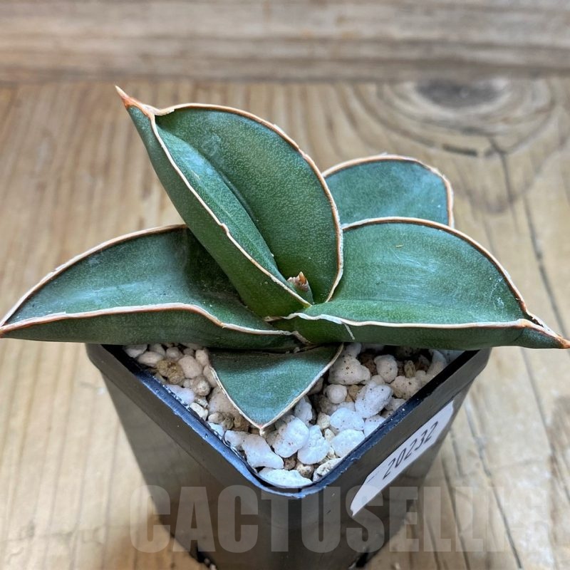 SH20232 Sansevieria 'Samurai'