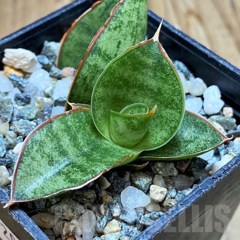 SH20209 Sansevieria 'Apollo'