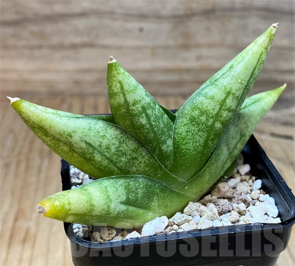 SH20234 Sansevieria ‘Vienna’ hybrid