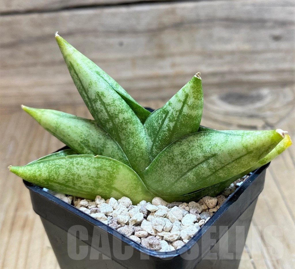 SH20234 Sansevieria ‘Vienna’ hybrid - Image 2