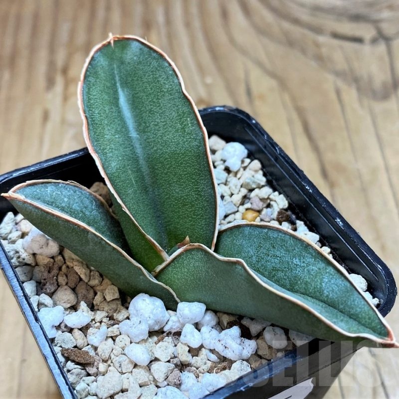 SH20235 Sansevieria 'Samurai'