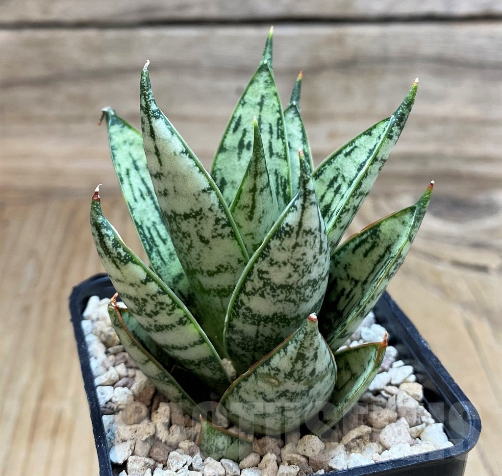 SH20237 Sansevieria 'Ice Thorn' - Image 3