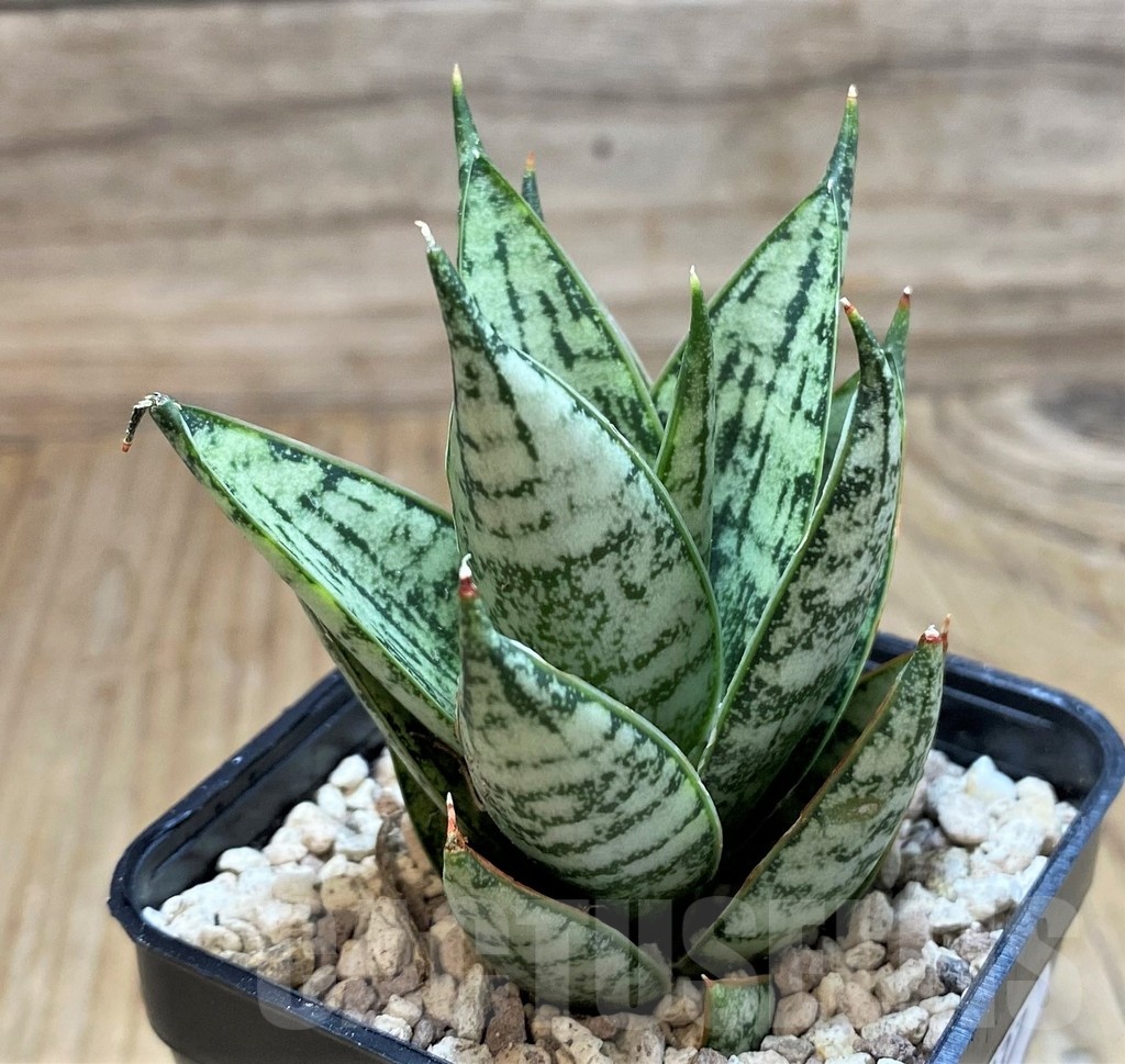 SH20237 Sansevieria 'Ice Thorn' - Image 2