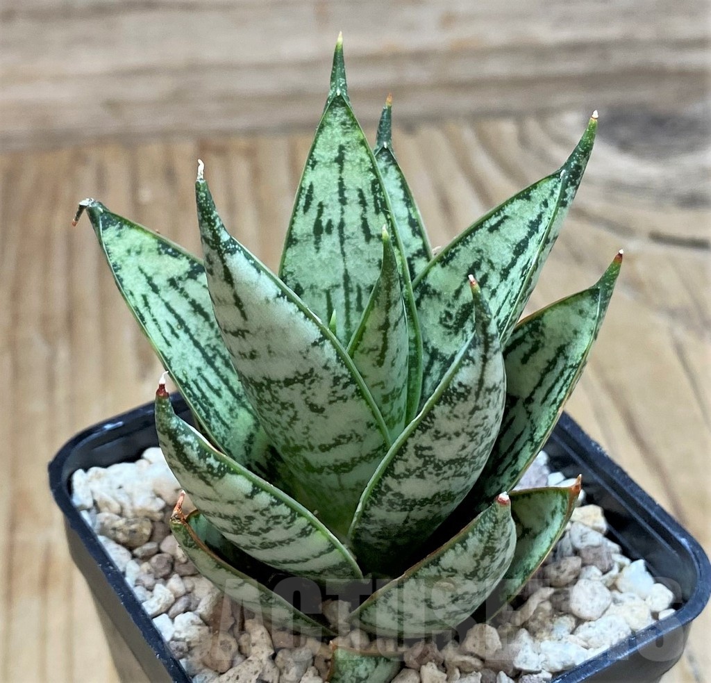 SH20237 Sansevieria 'Ice Thorn'