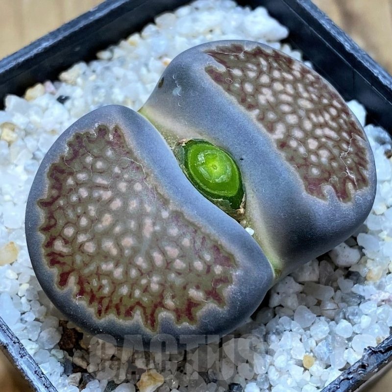 SH20390 Lithops hallii