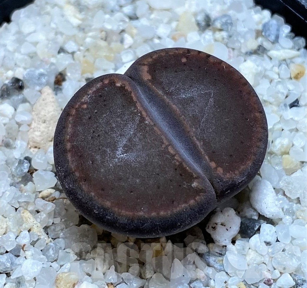 SH20391 Lithops aucampiae 'Nugget'