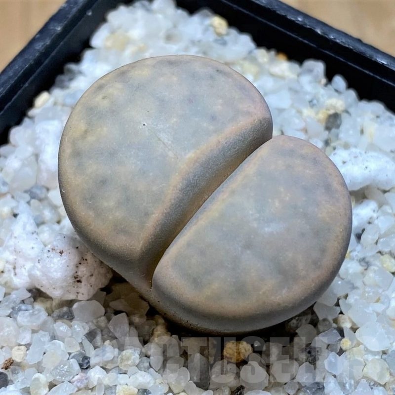 SH20392 Lithops karasmontana v. opalina
