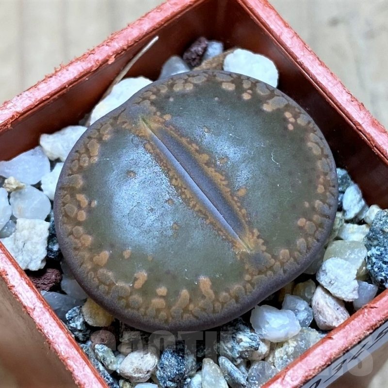 SH20345 Lithops aucampiae 'Open Window'
