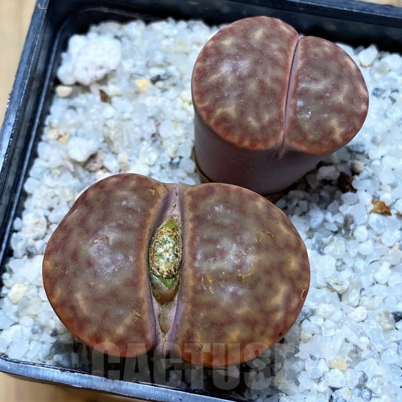 SH20393 Lithops bromfieldii C40