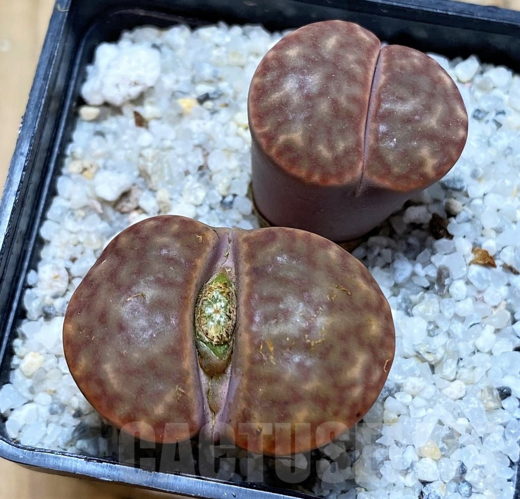 SH20393 Lithops bromfieldii C40