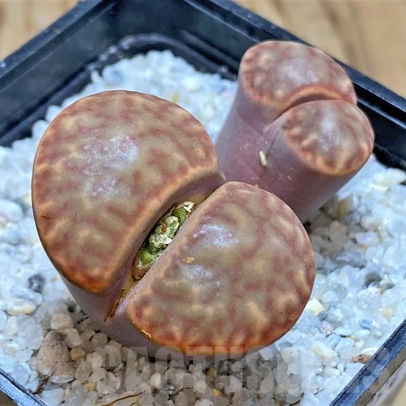 SH20394 Lithops bromfieldii C40