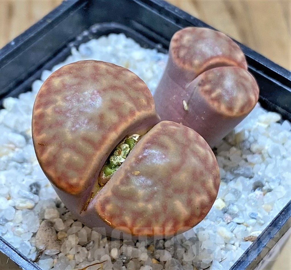 SH20394 Lithops bromfieldii C40