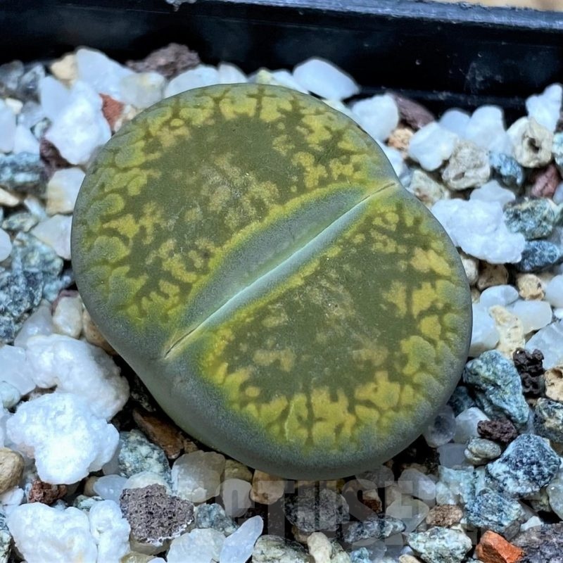 SH20395 Lithops aucampiae 'Jackson's Jade'