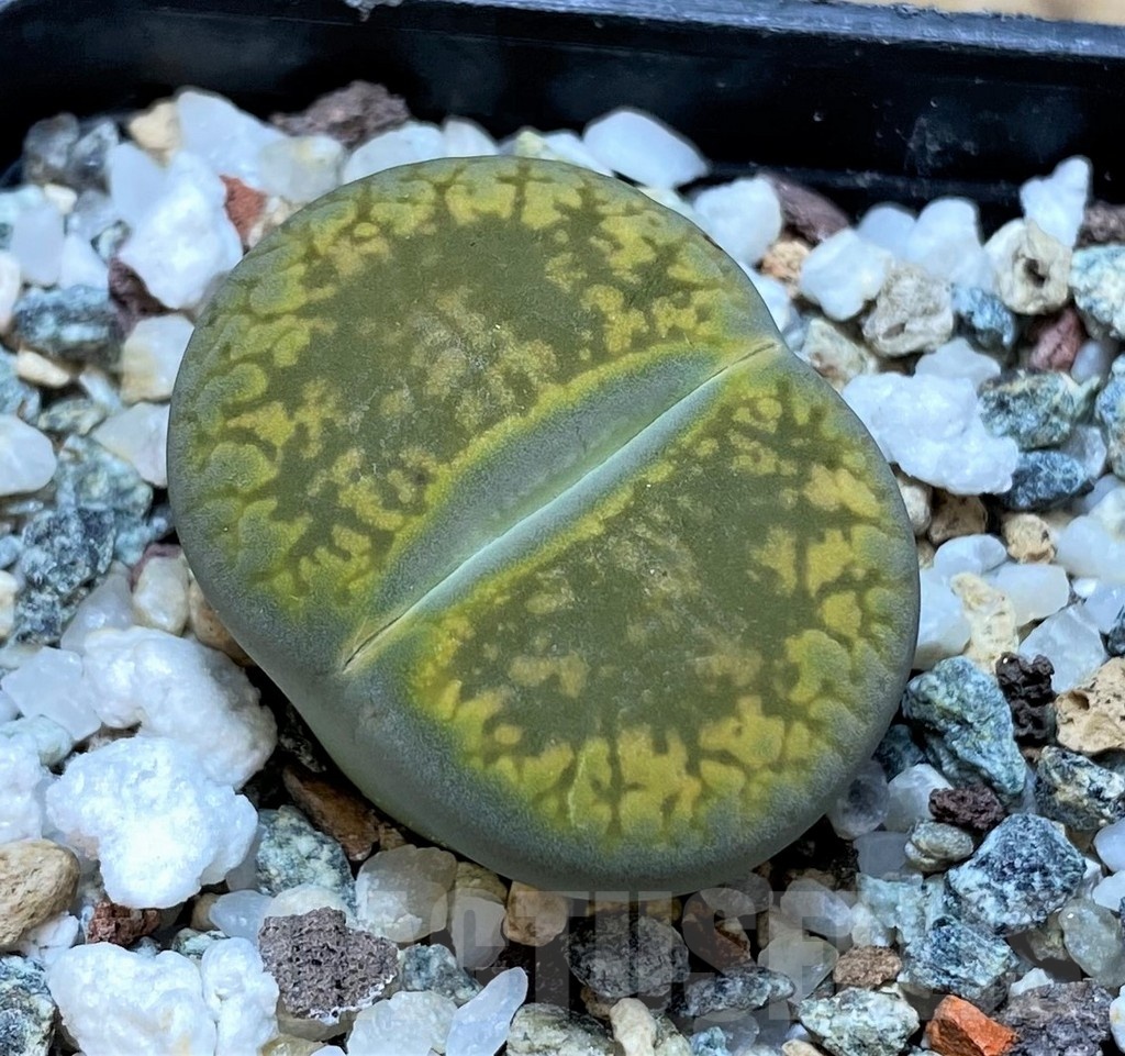 SH20395 Lithops aucampiae 'Jackson's Jade'