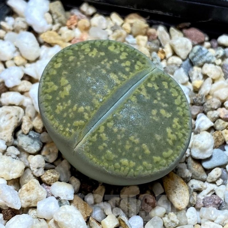 SH20396 Lithops aucampiae 'Jackson's Jade'