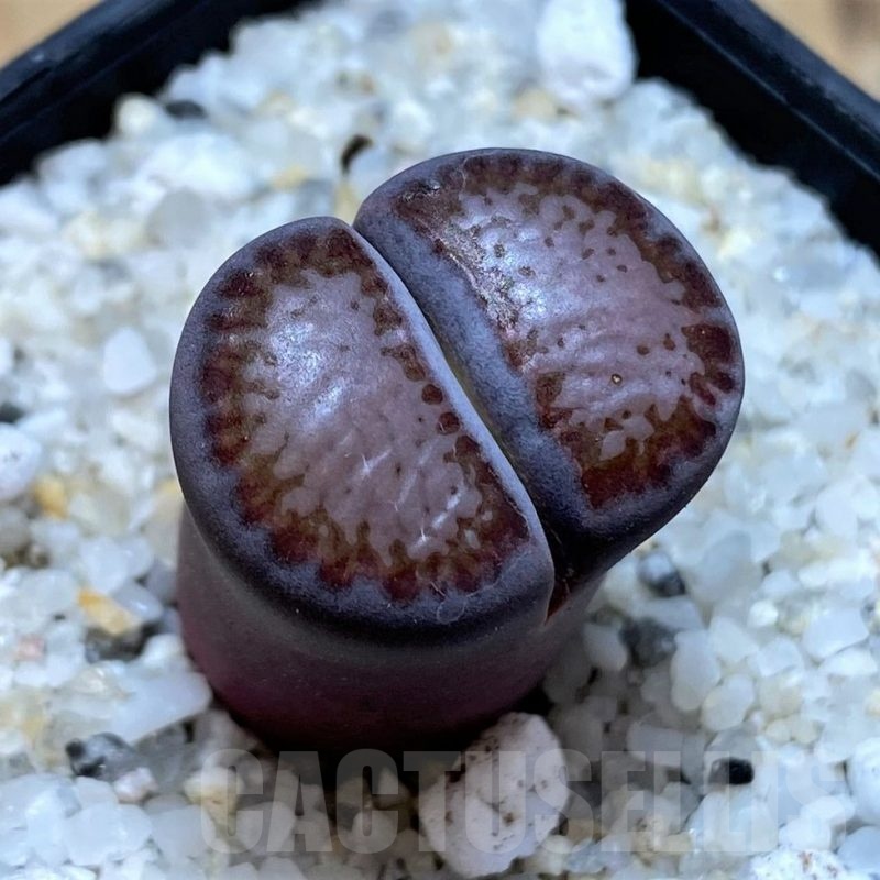 SH20398 Lithops salicola ‘Sato’s Violet’ hybrid