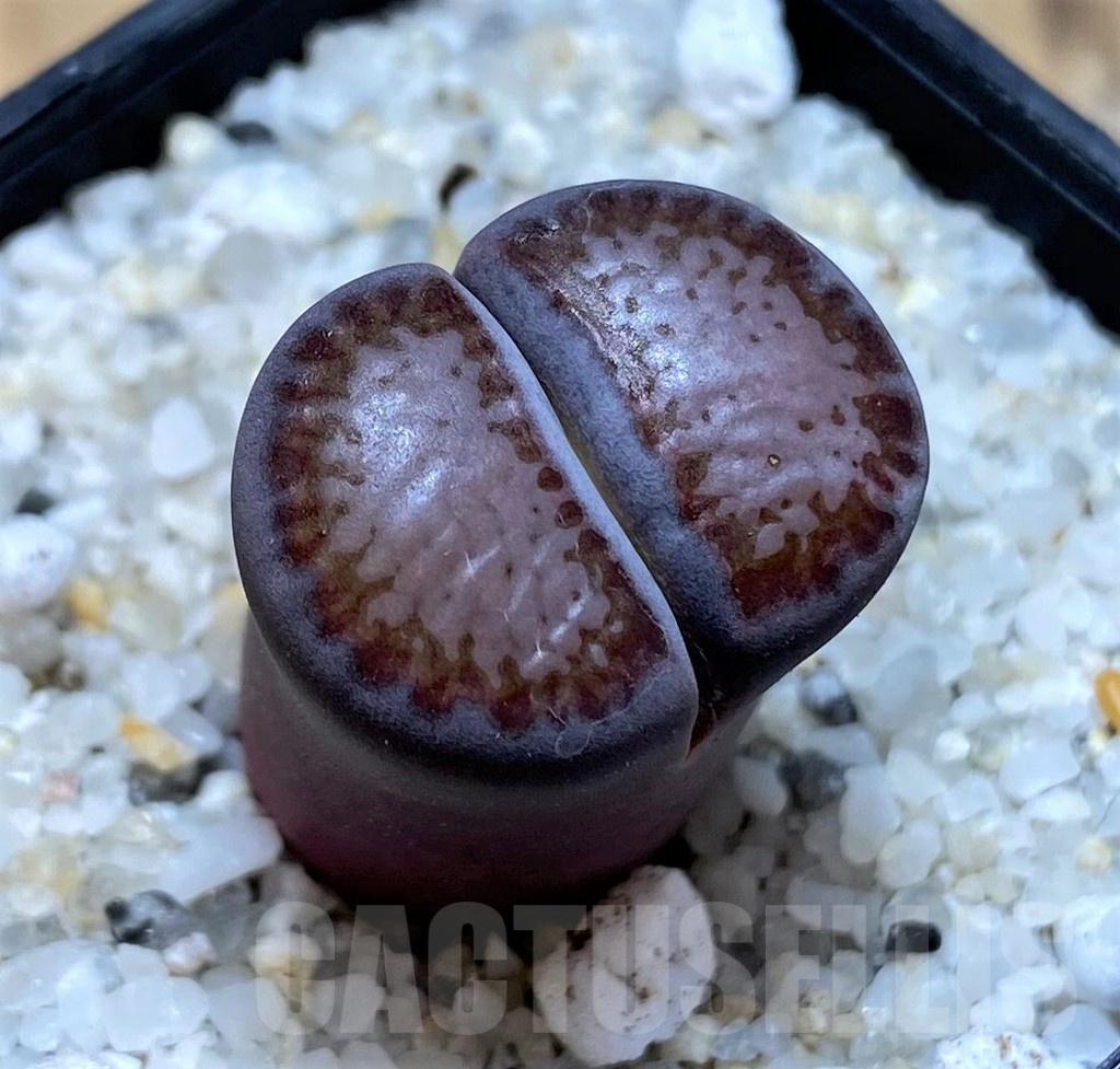 SH20398 Lithops salicola ‘Sato’s Violet’ hybrid